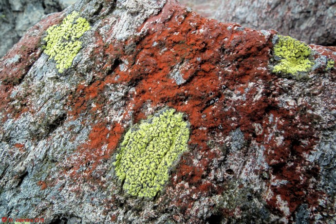 Lichens.